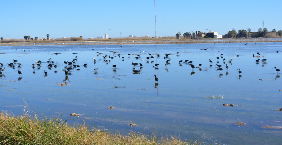 agvalenciatours.com Parque Natural Albufera